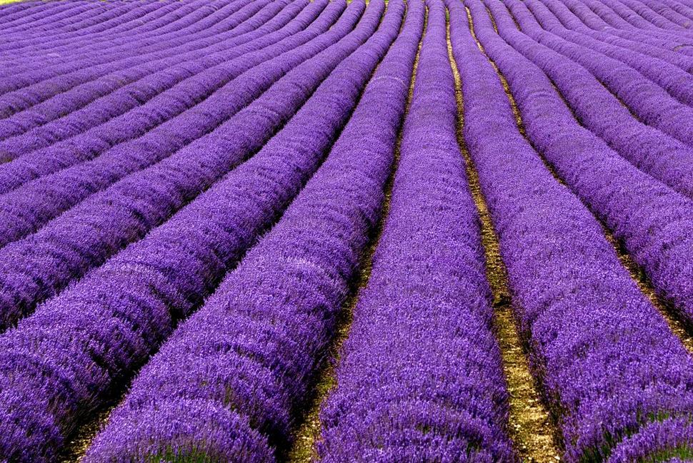 lavendar-fields