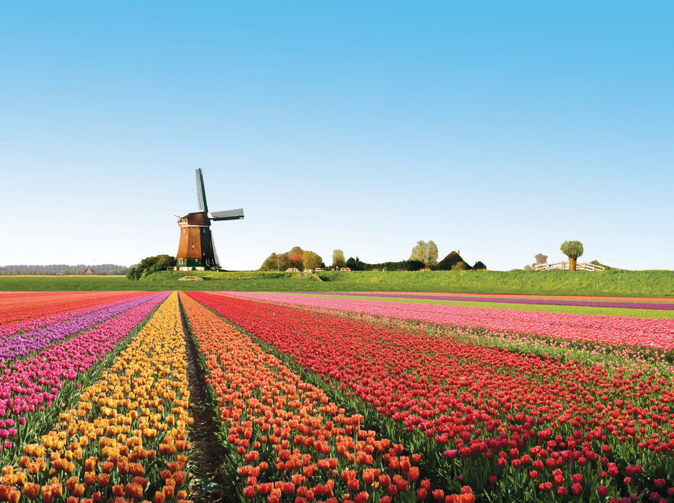 tulip-fields-netherlands