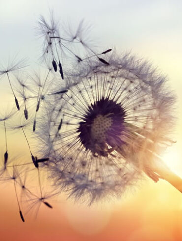 10 Tips To Reduce Allergy Symptoms During Pollen Season