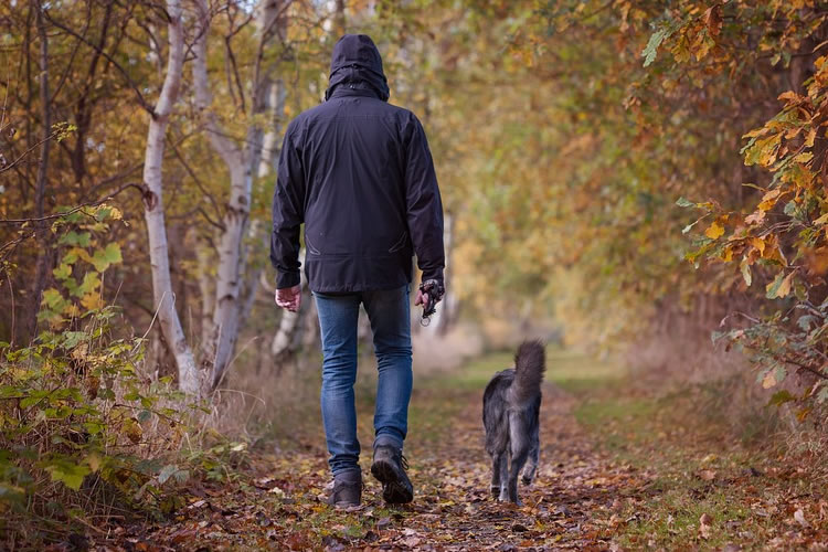 Senior Dog Exercise And Health Tips