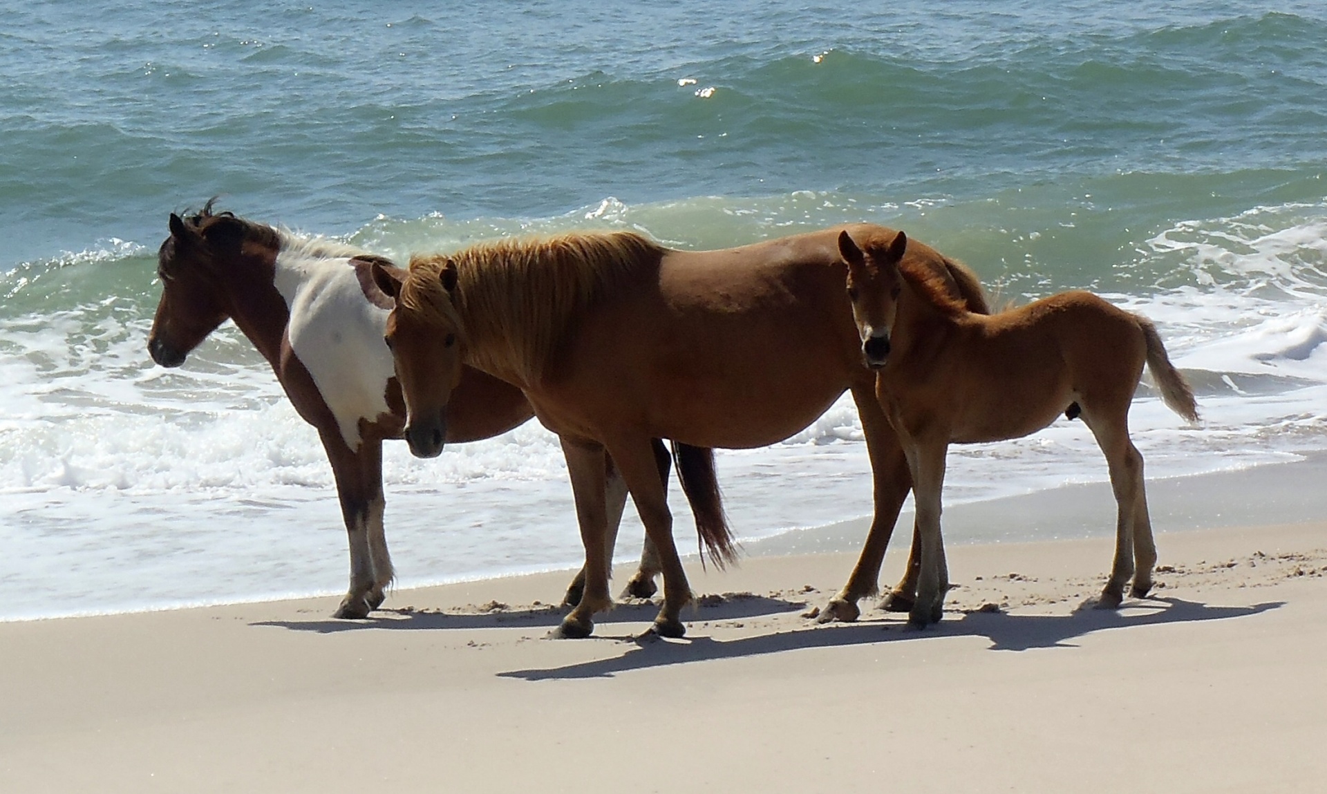 wild-assateague-island-ponies-1462543773zdq