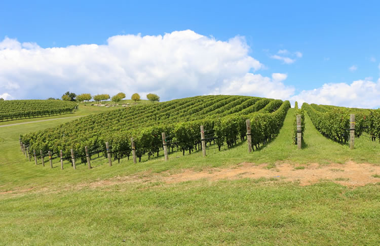 The vineyard at RdV Vineyards in Delaplane, Virginia Wine Country