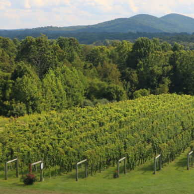 Virginia Wine Country