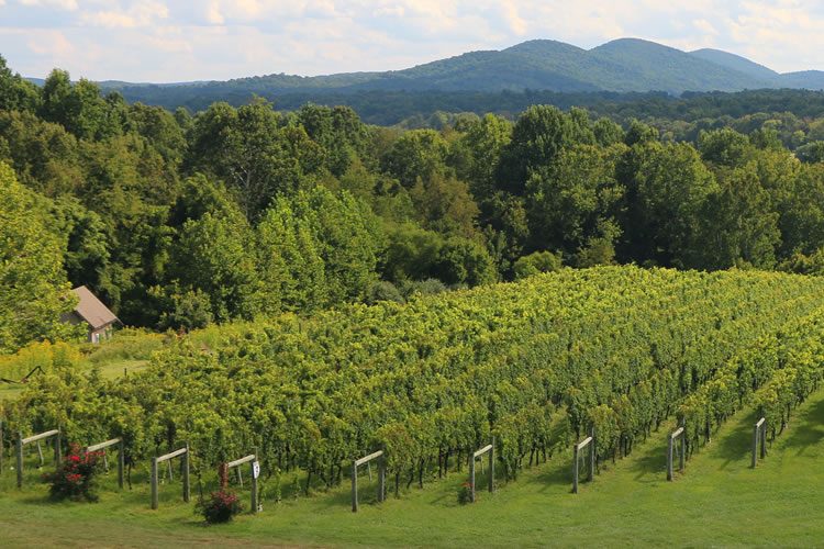 Virginia Wine Country