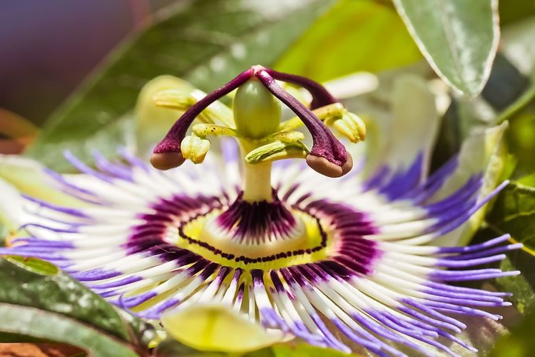 Passion Flower Extract for PMS, Anxiety Menopause & Hormone Balancing