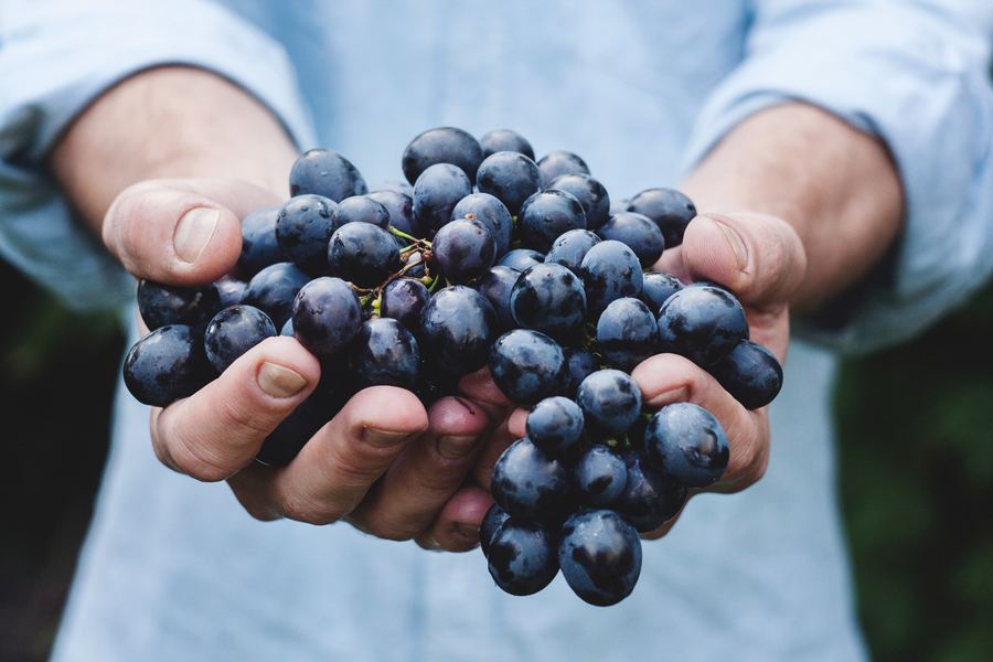 Hands Holding Wine Grapes 