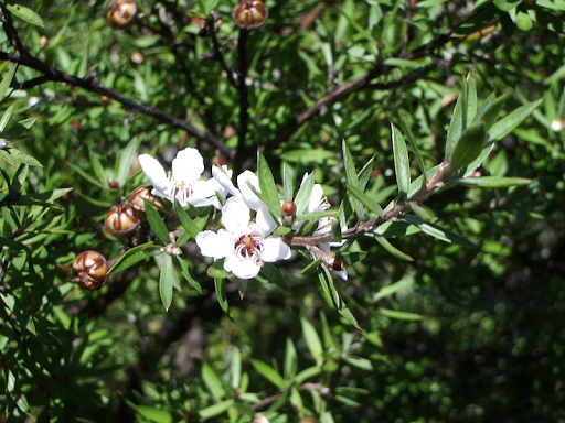 manuka bush flowers