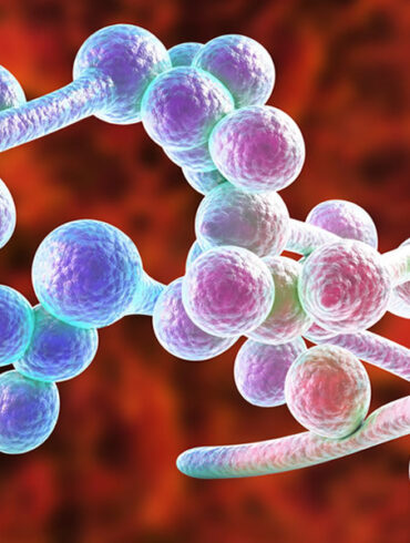 A microscopic image of Candida