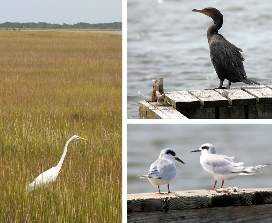 Birding in Chincoteague Virginia