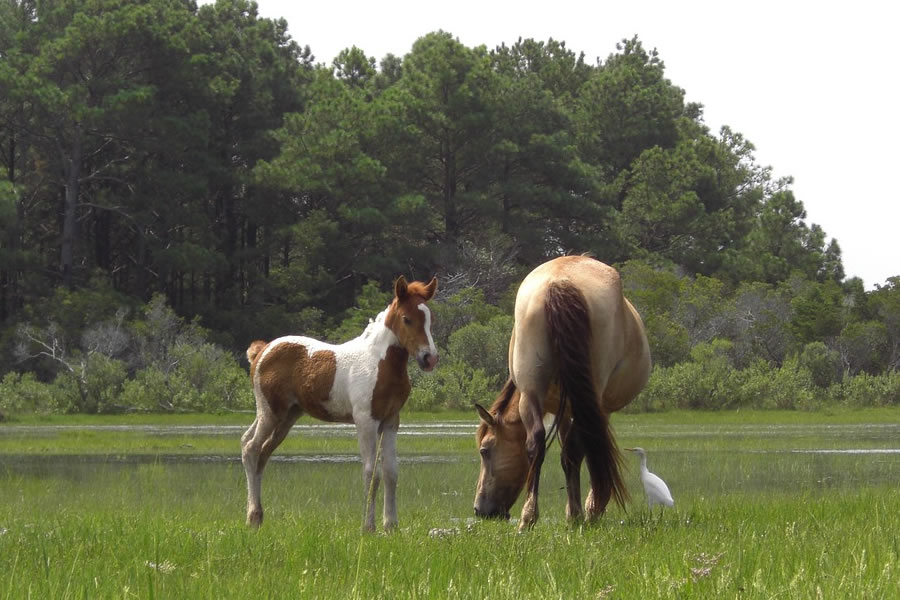 The wild ponies of Chincoteague Virginia