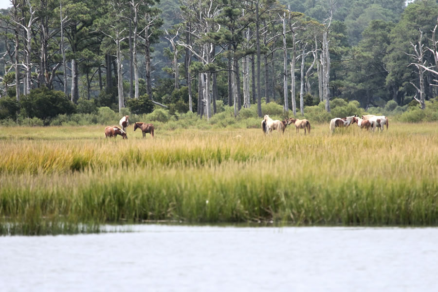 Wild Ponies of Chincoteague Virginia