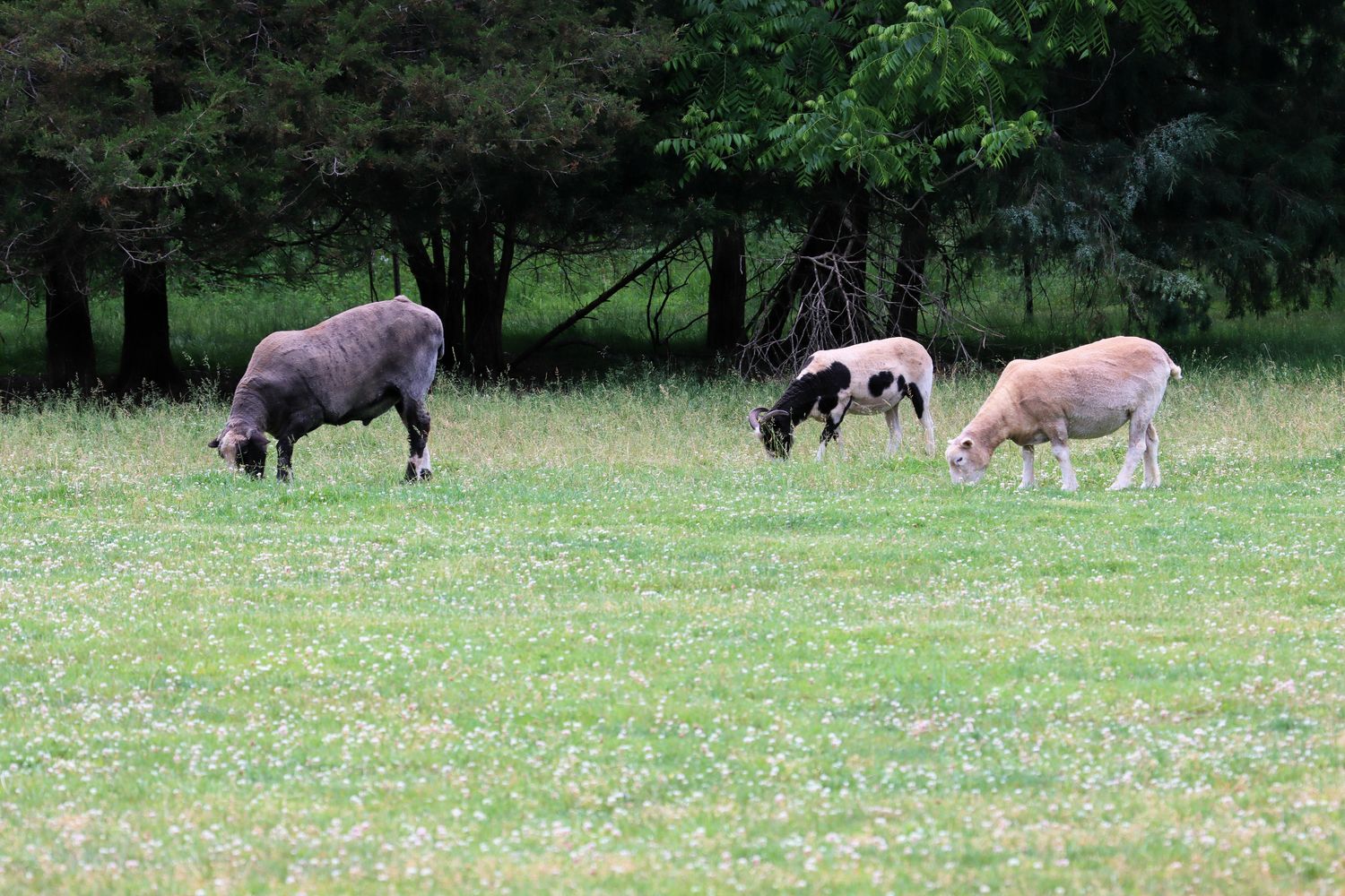 Sheep grazing in a clover field at Woolverton Inn - Stockton, NJ