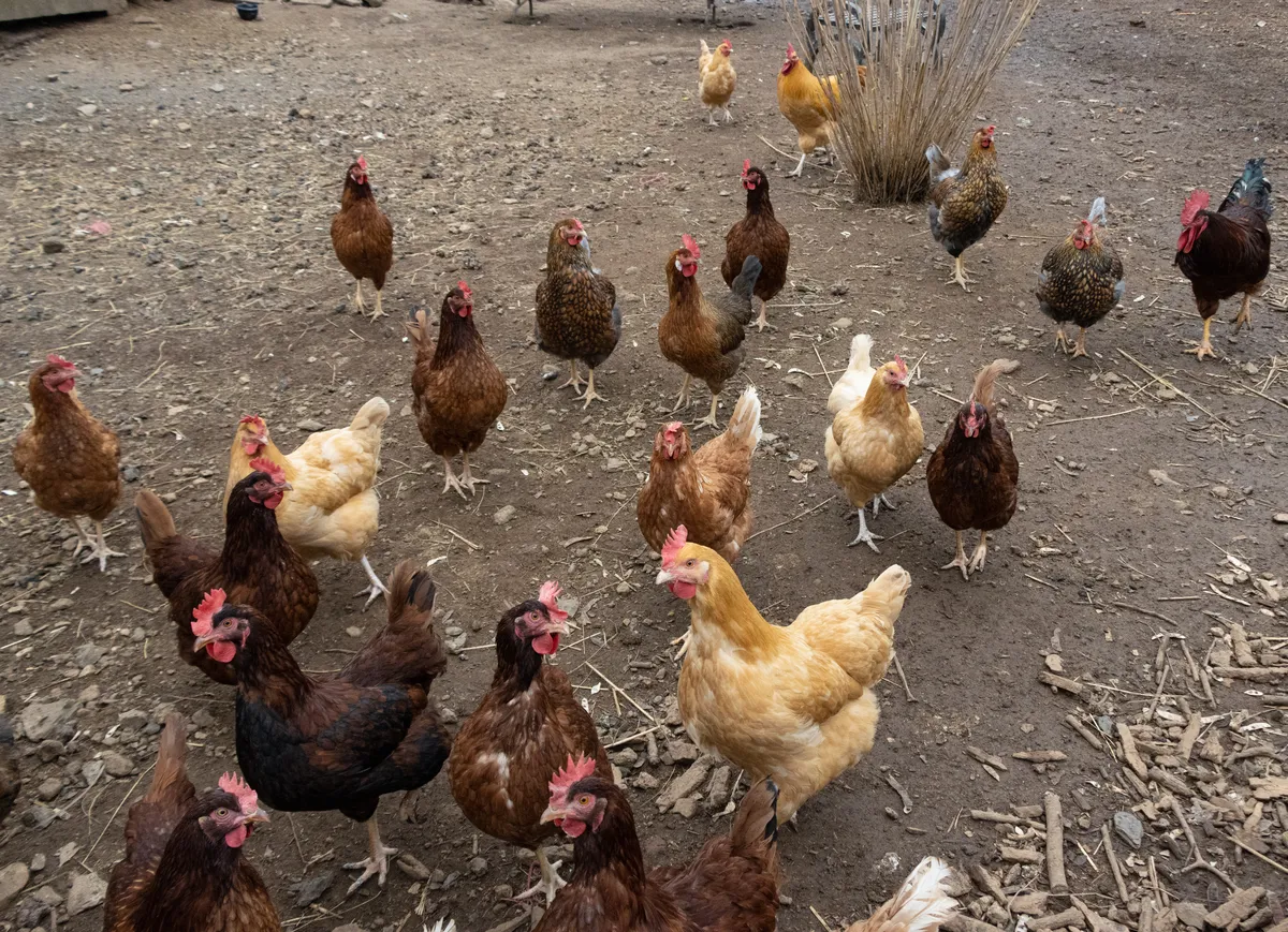 The friendly chicken flock of Chimney Hill Estate Inn