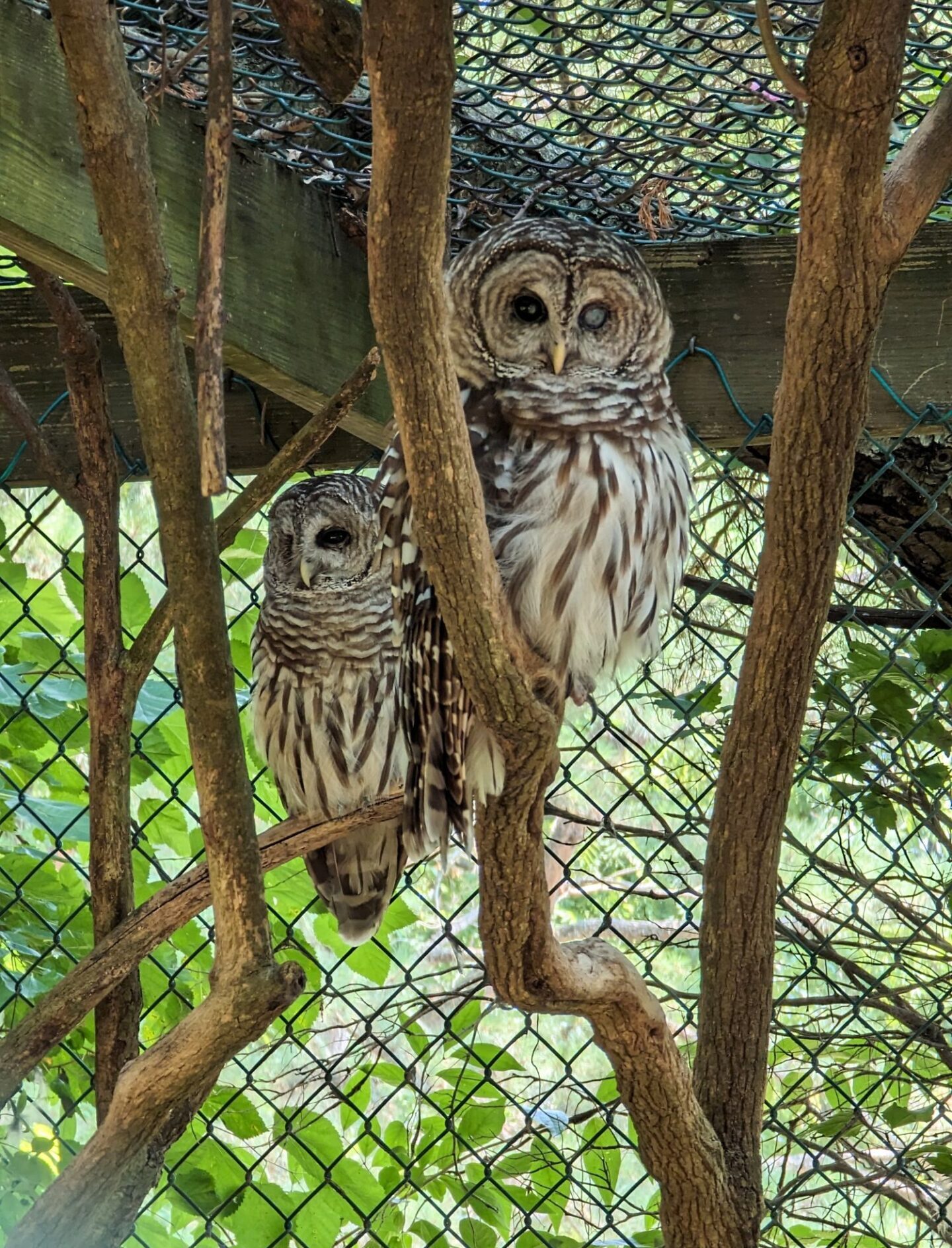 Perched rescued, non-releasable Barred Owls at CBEC