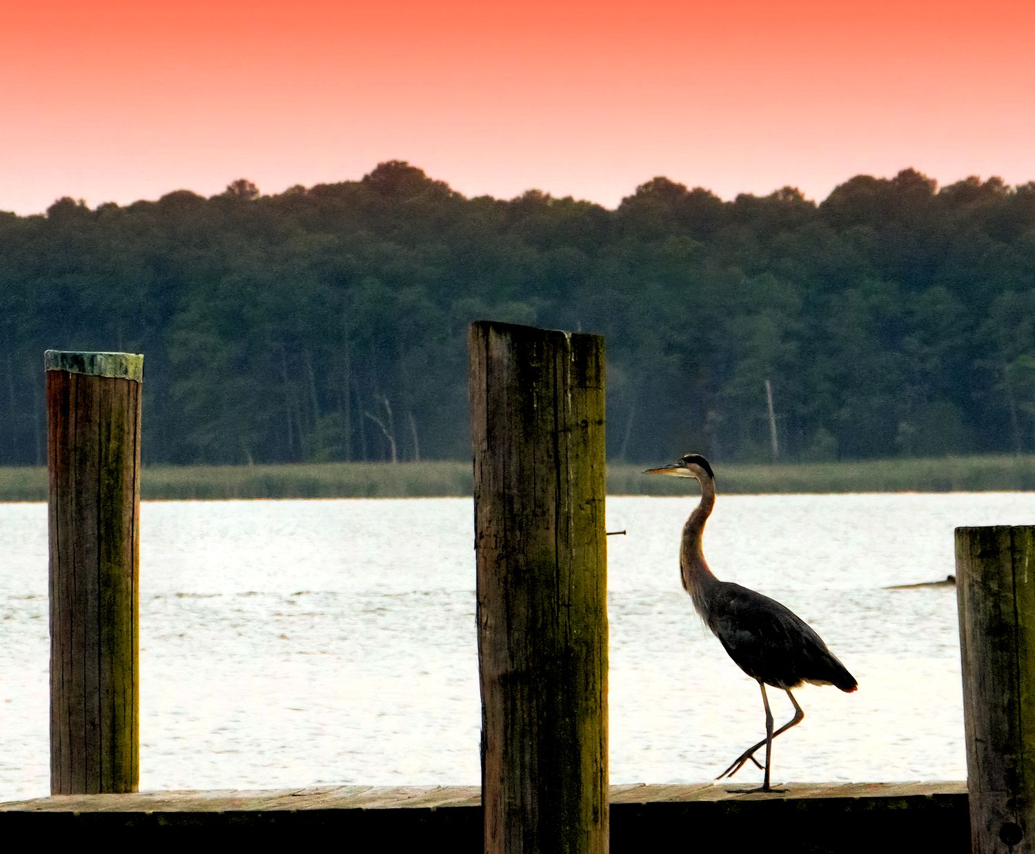 A Blue Heron walking along a dock during sunset in Kent Narrows