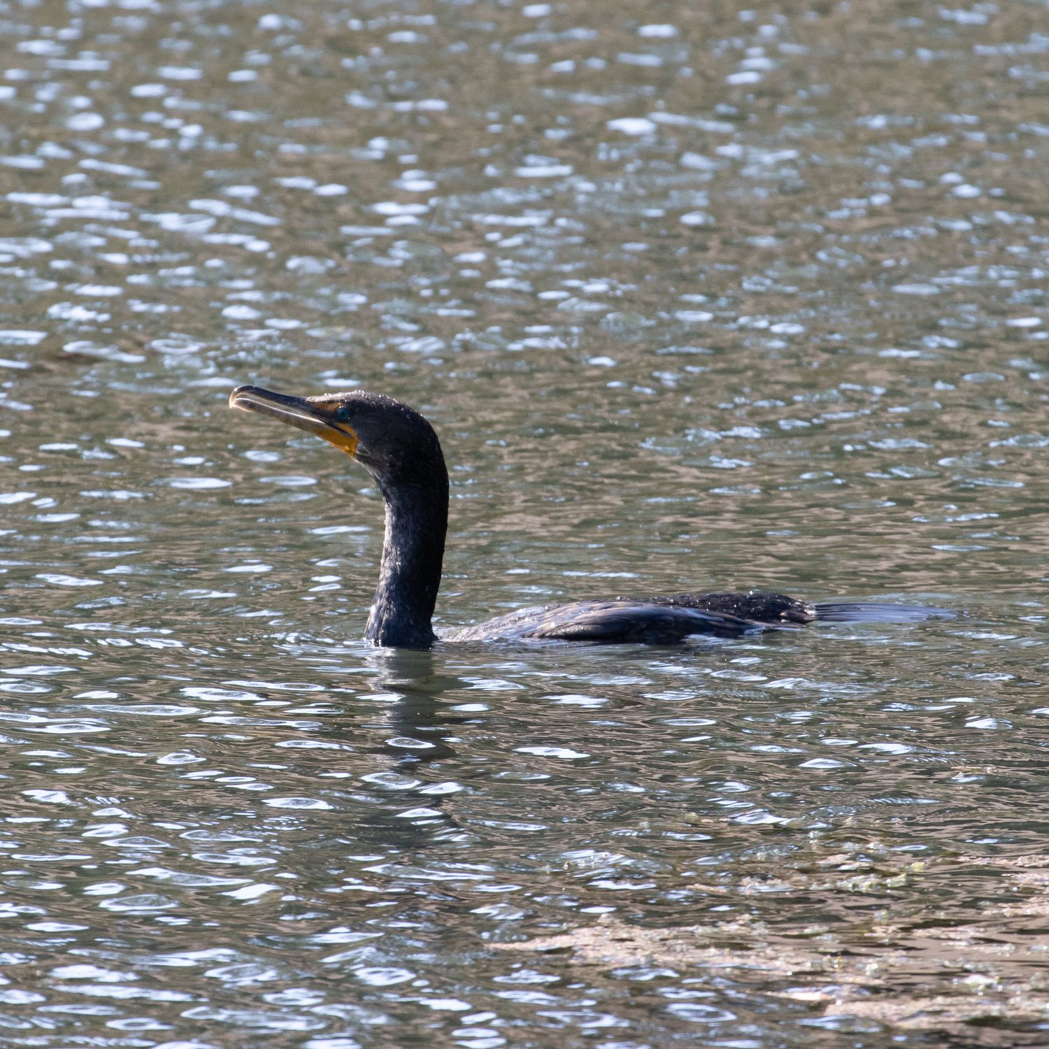 A double-crested cormorant takes a swim in Lake Kittamaqundi 