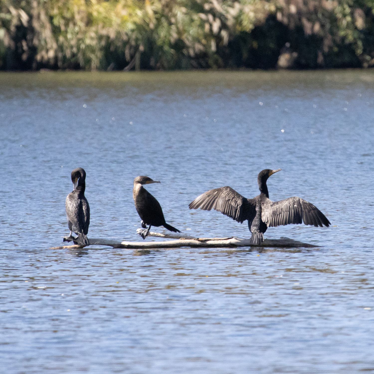3 Double-crested cormorants enjoying the sun on a log on Wilde Lake
