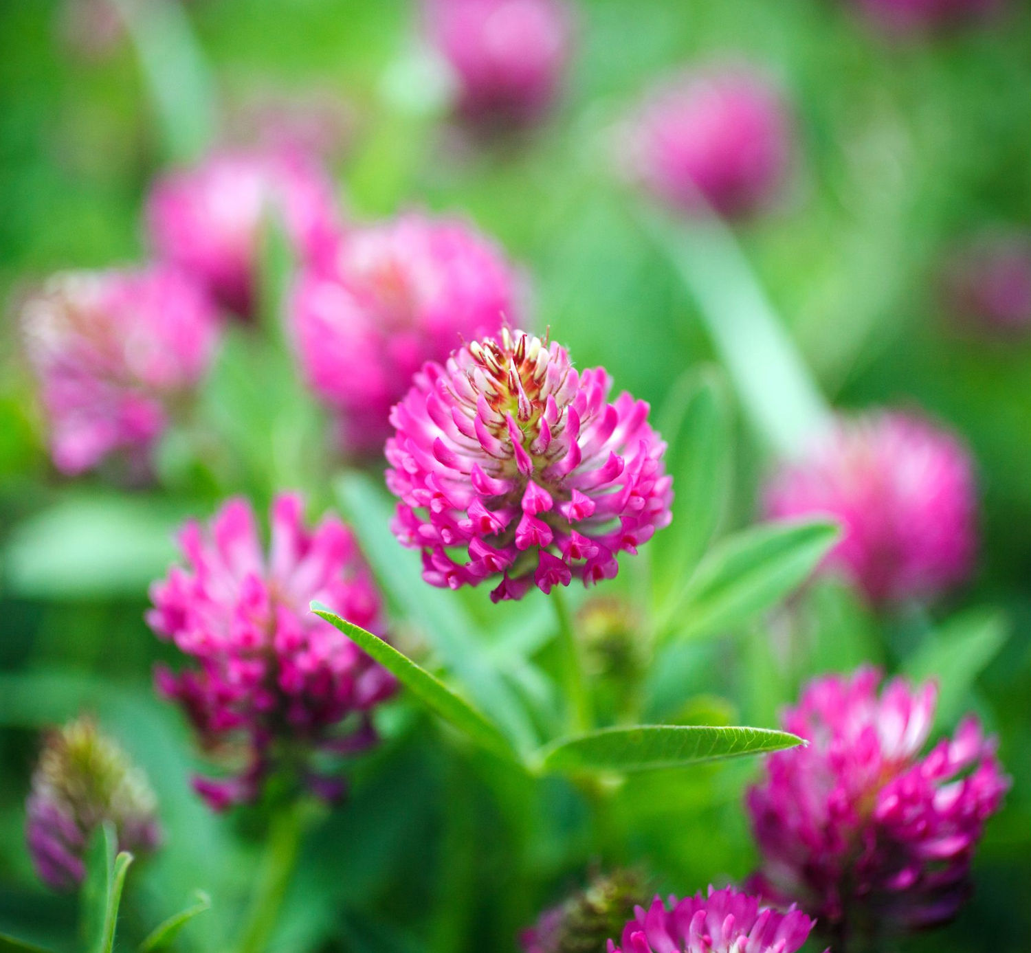 Red Clover