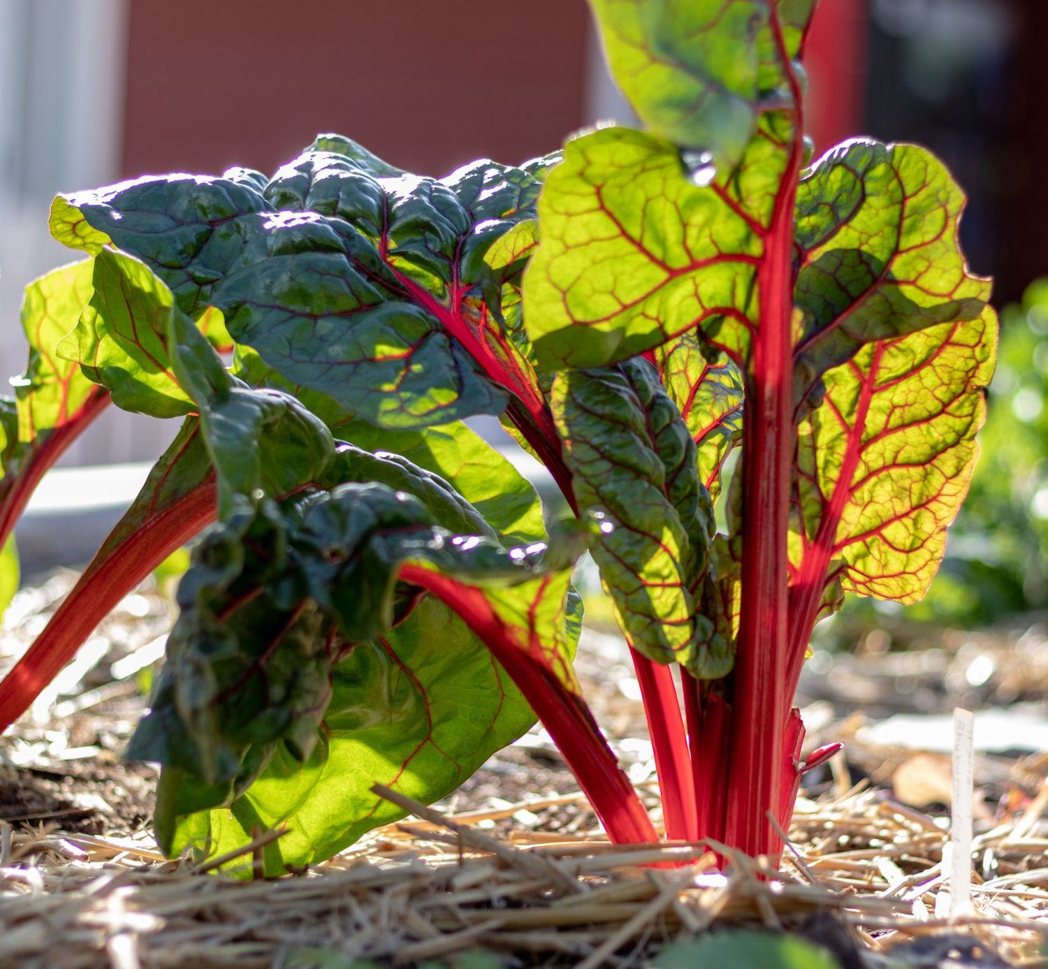 Rhubarb