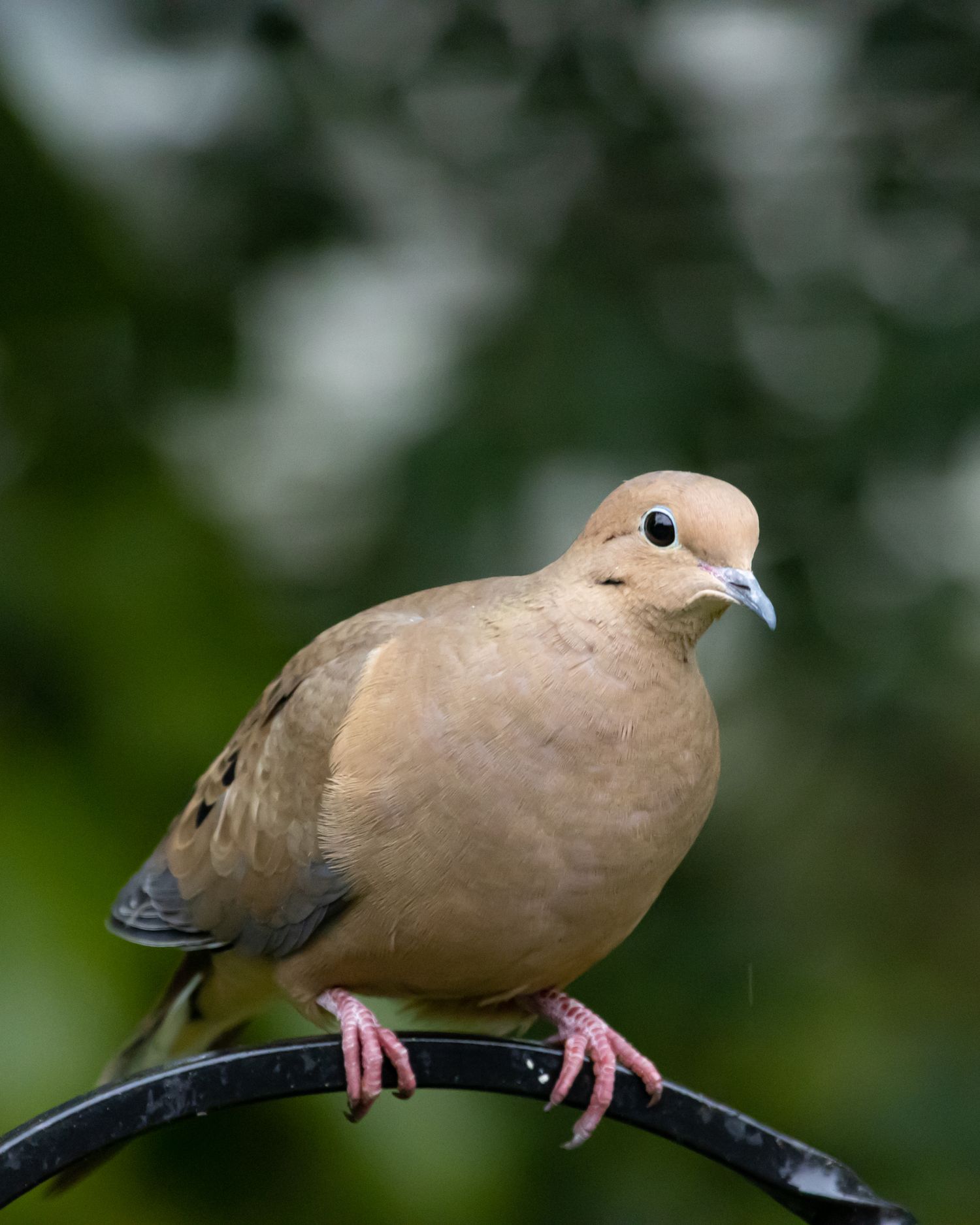 A perching mourning dove
