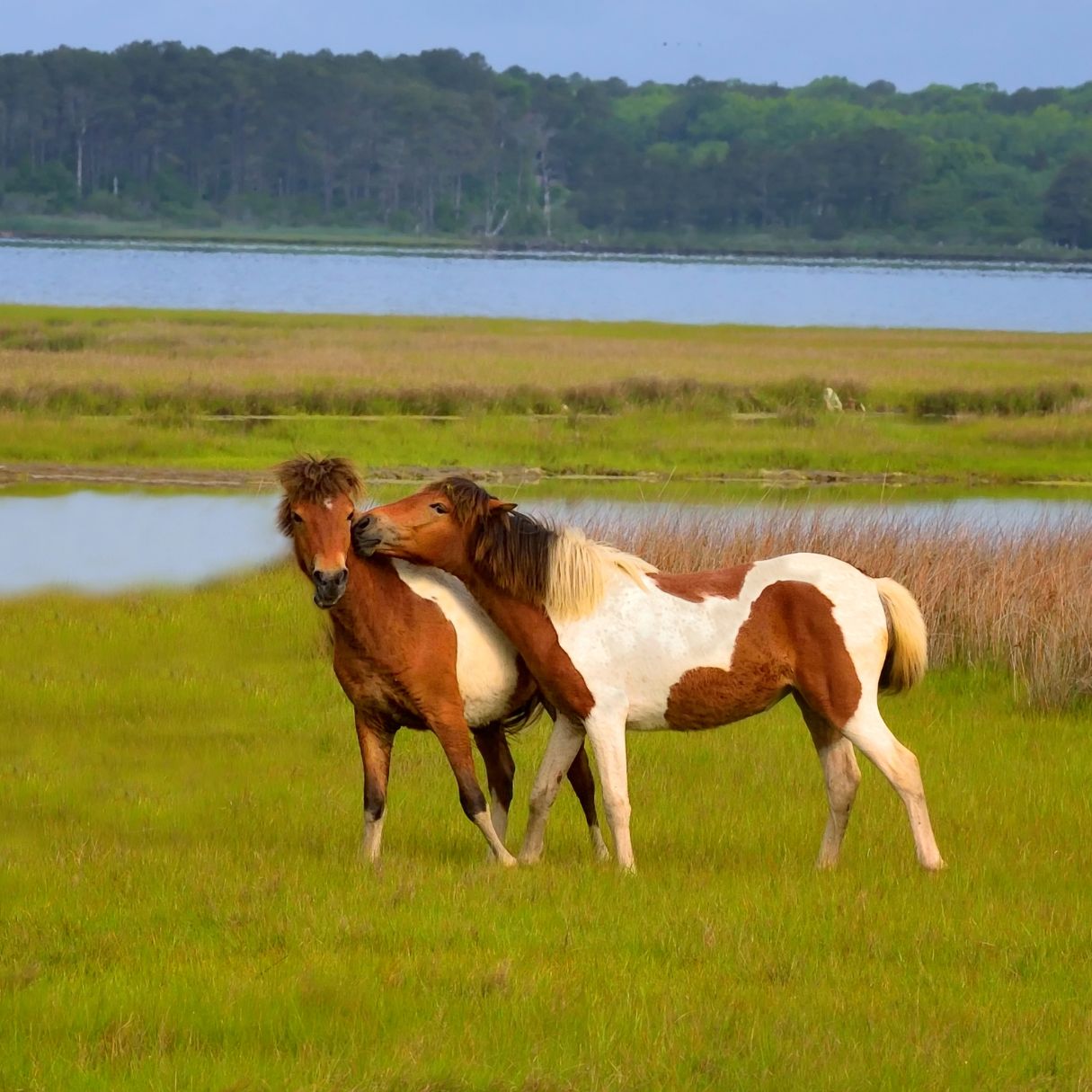 Two Assateague Ponies being playful in the marsh.
