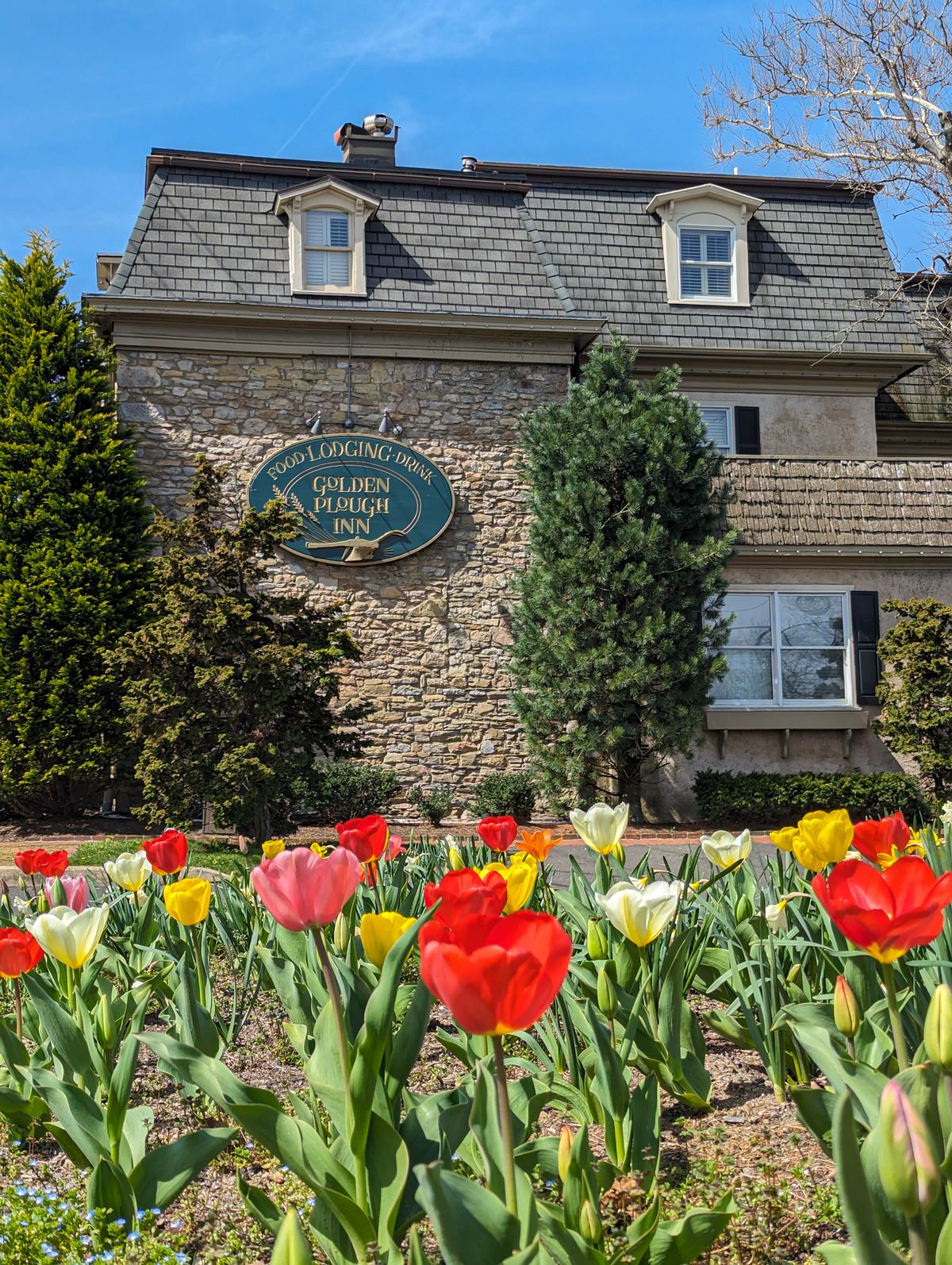 The front exterior of Golden Plough Inn in springtime with tulips in bloom. 