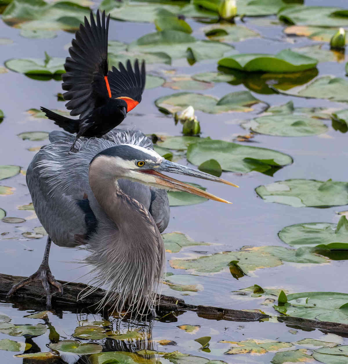 A Red-winged Blackbird lands on a Great Blue Heron in the water.