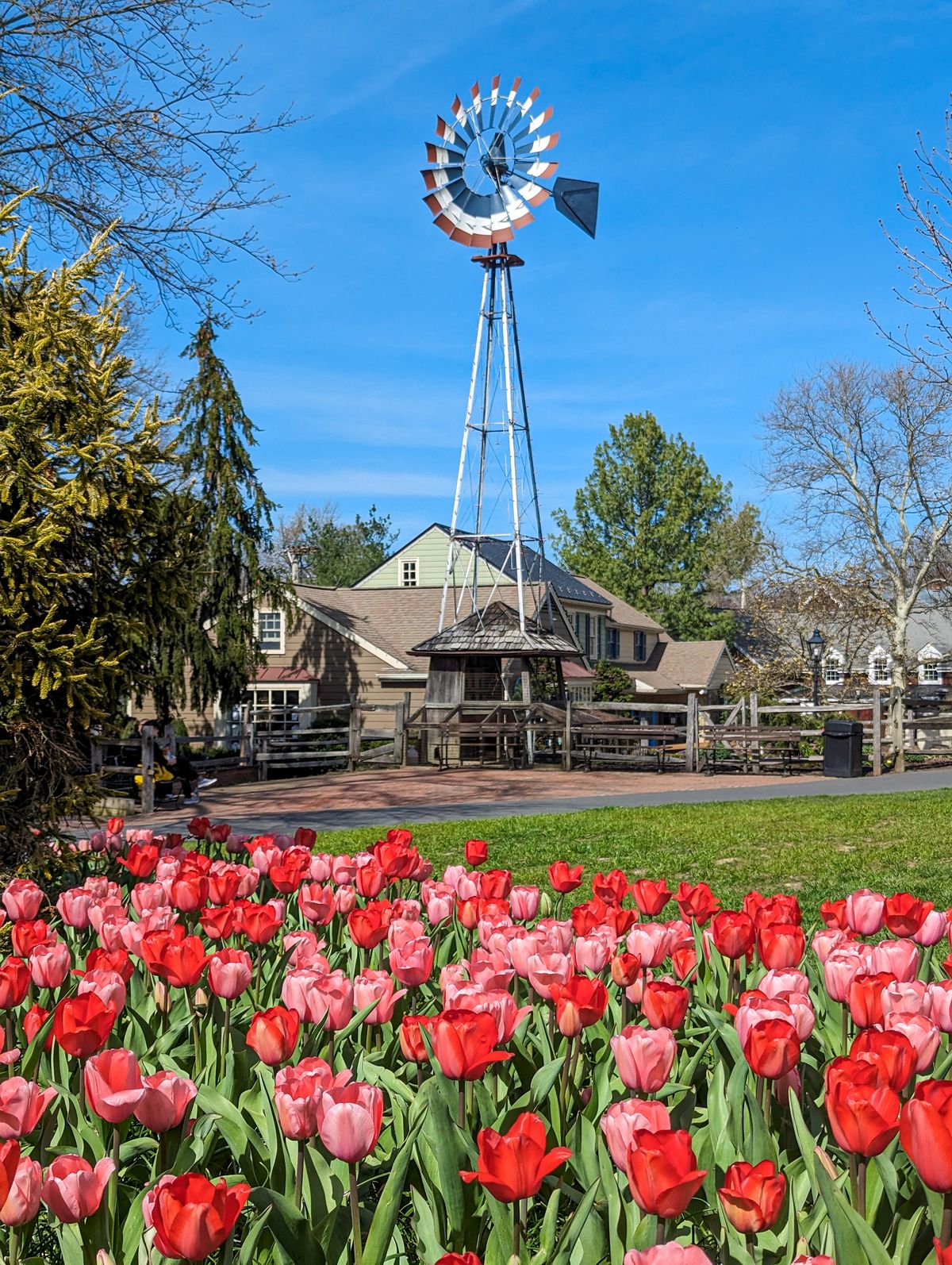 Tulips in bloom by a windmill at peddlers village.