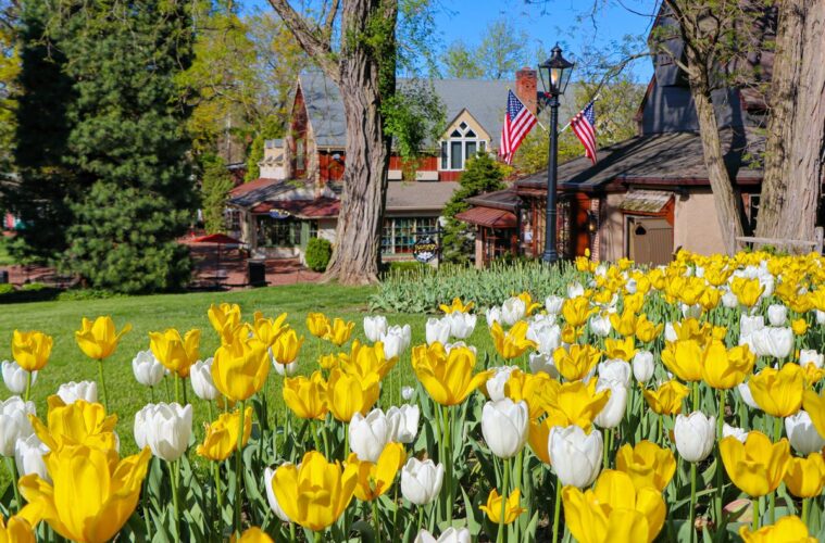Tulips in bloom at the Peddler's Village Strawberry Festival