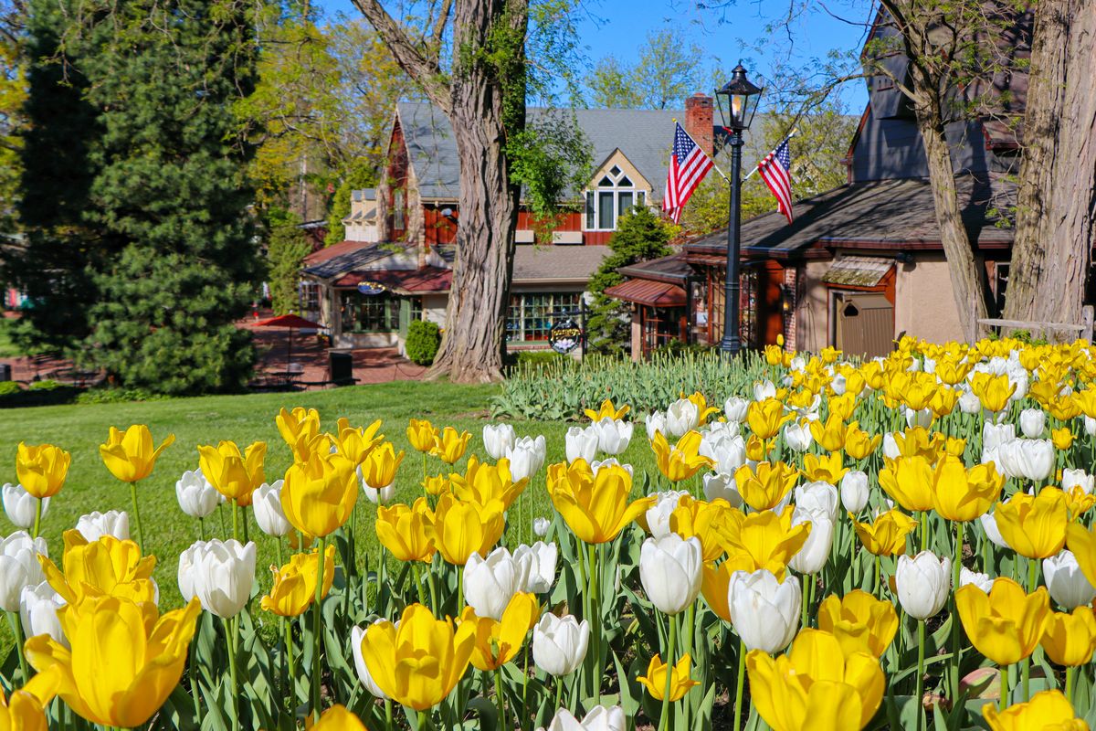 Tulips in bloom at the Peddler's Village Strawberry Festival