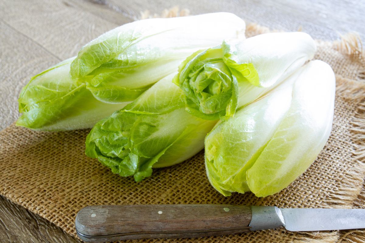 Bunches of endive on a chopping block with a knife