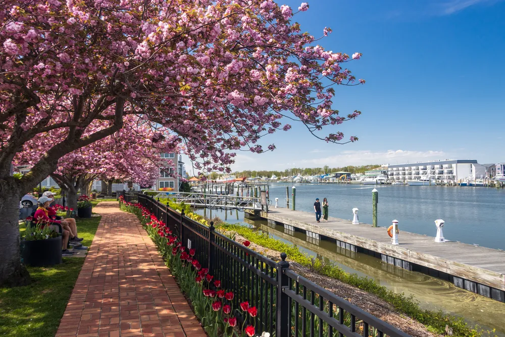 Cannonball Park in Lewes, Delaware. Blooming trees, flowers, the pier, and waterfront. 