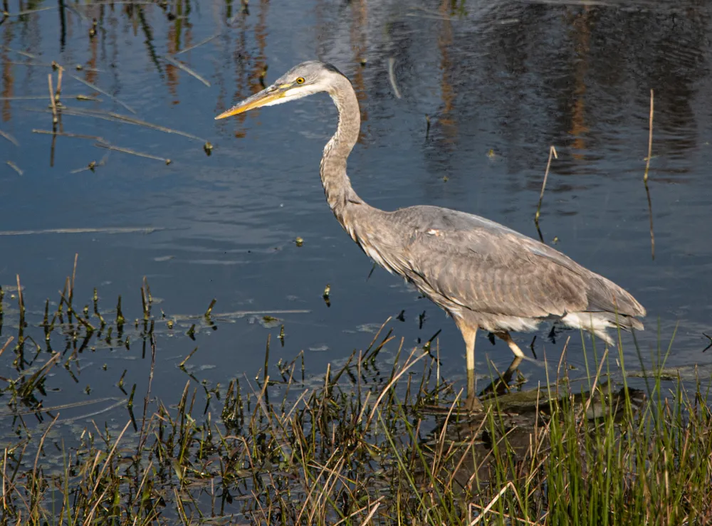 A great blue heron looks for food in the water in Lewes Delaware
