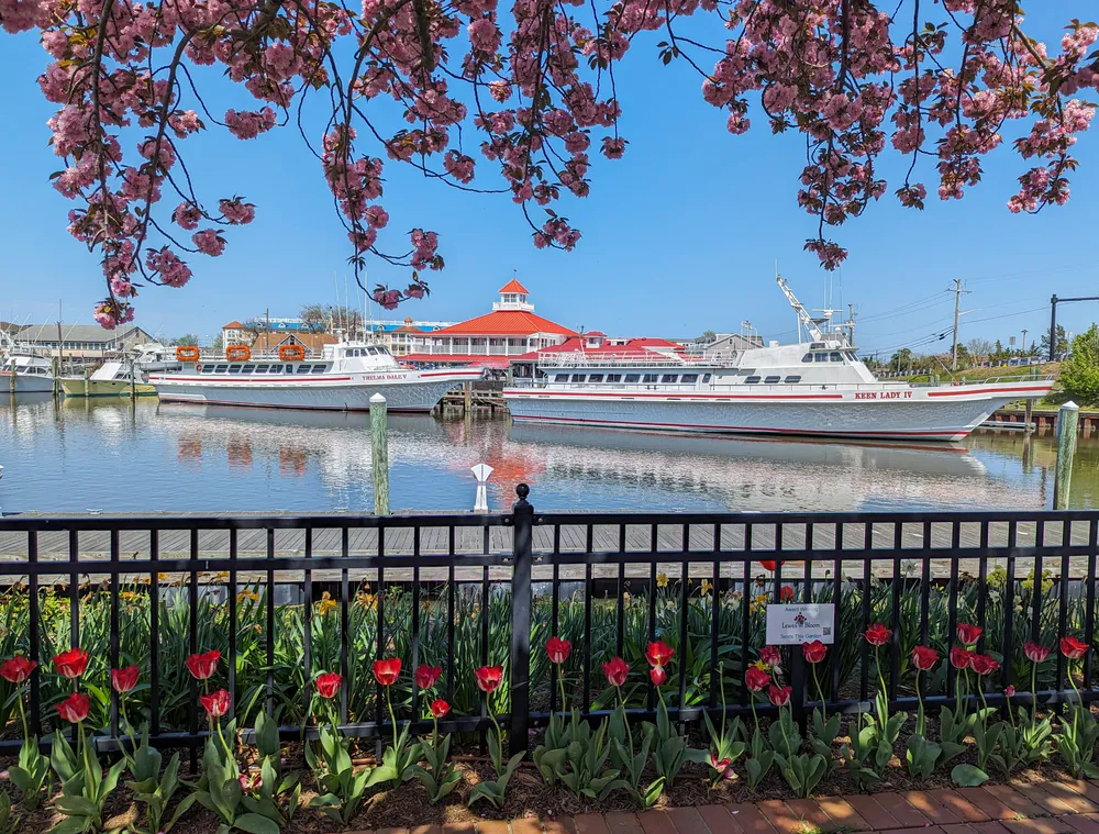 Stunning views at 1812 Memorial Park in Lewes, Delaware. Boats, blooming trees, and the waterfront. 
