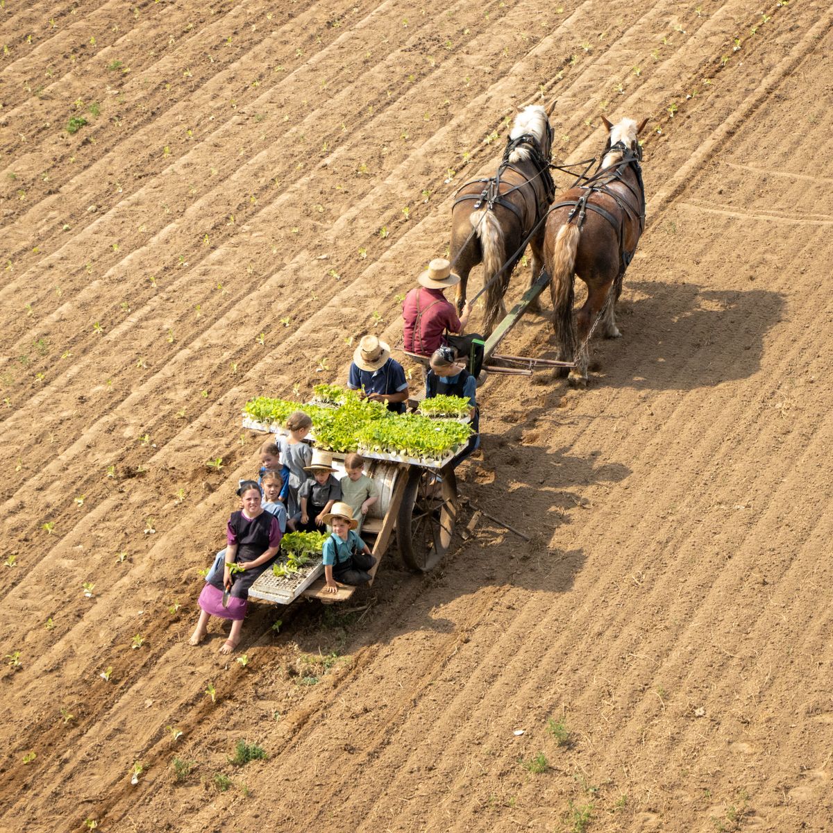  an aerial view of an Amish family engaged in farming activities. Two adults are tending to a horse-drawn plow, which moves through a field with distinct rows of soil. Several children sit on a flatbed attached to the plow, surrounded by fresh produce or plants. This scene reflects traditional farming methods without modern machinery, characteristic of Amish communities.
