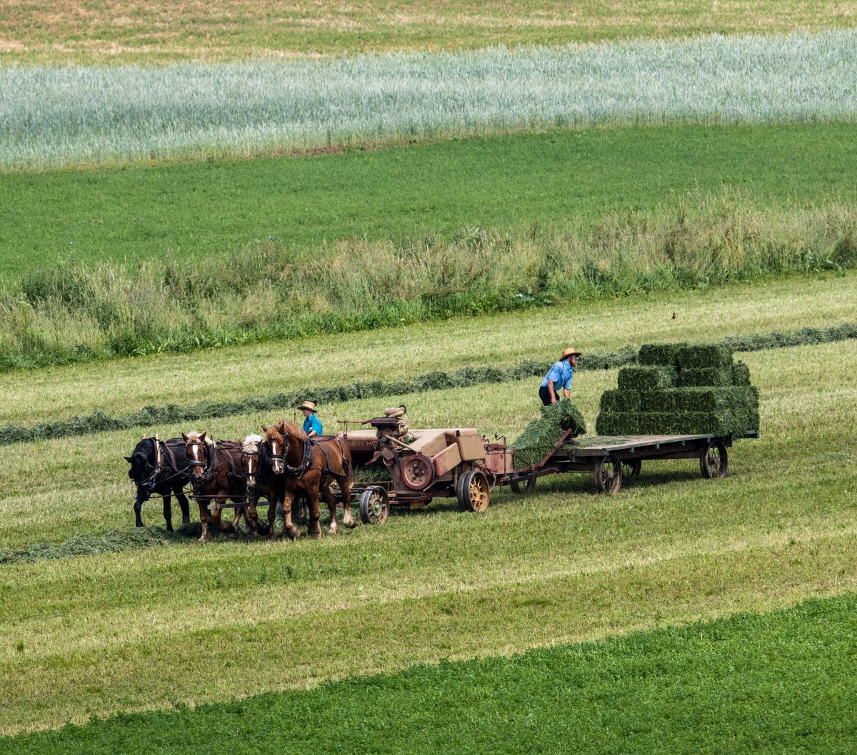 Amish farmers working in a green field, baling hay with horse-drawn equipment. Several horses are hitched to the machinery, while one farmer stacks hay bales on a trailer.