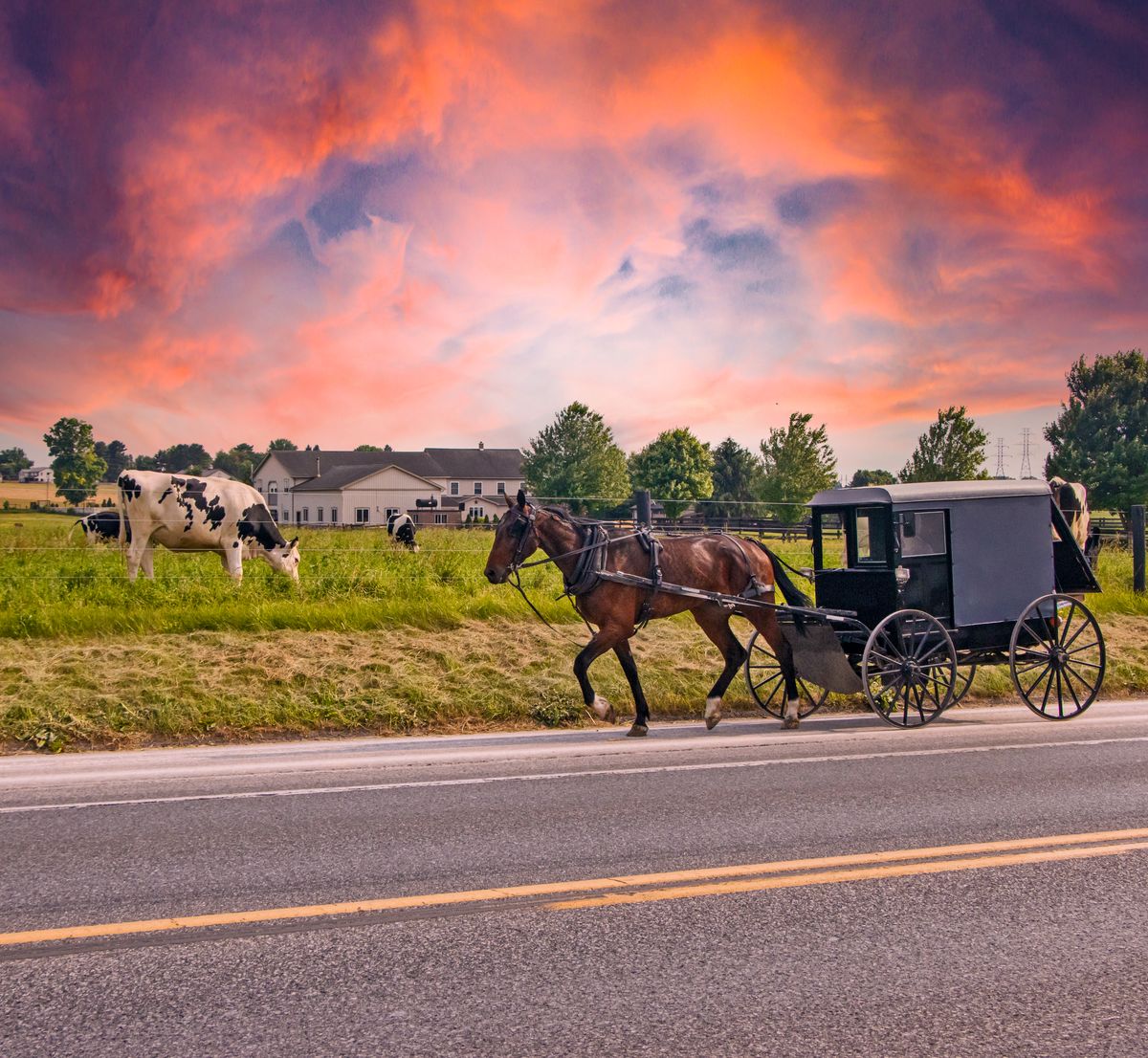 A scenic countryside view at sunset. An Amish horse-drawn buggy is traveling on a road in the foreground. To the left, cows are grazing in a field. The sky is filled with dramatic orange and pink clouds, creating a colorful sunset backdrop. Modern houses are visible in the distance.