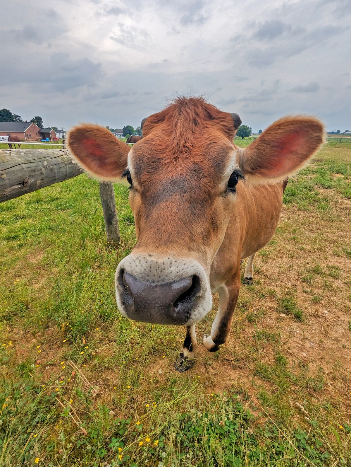 A close-up portrait of a baby brown Jersey cow. The cow's face fills most of the frame, with its large eyes, wet nose, and fuzzy ears clearly visible. The background shows a grassy field and some farm buildings in the distance under an overcast sky.