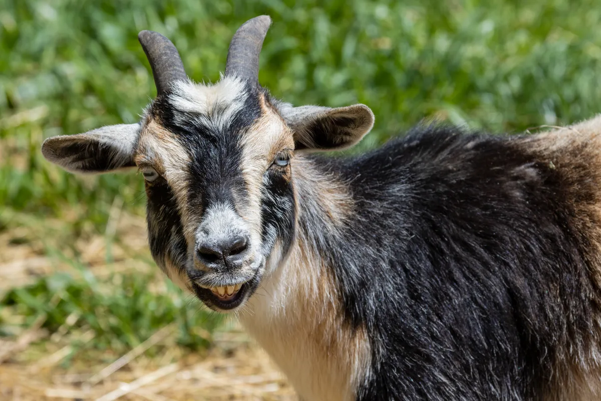 A goat smiles for the camera 