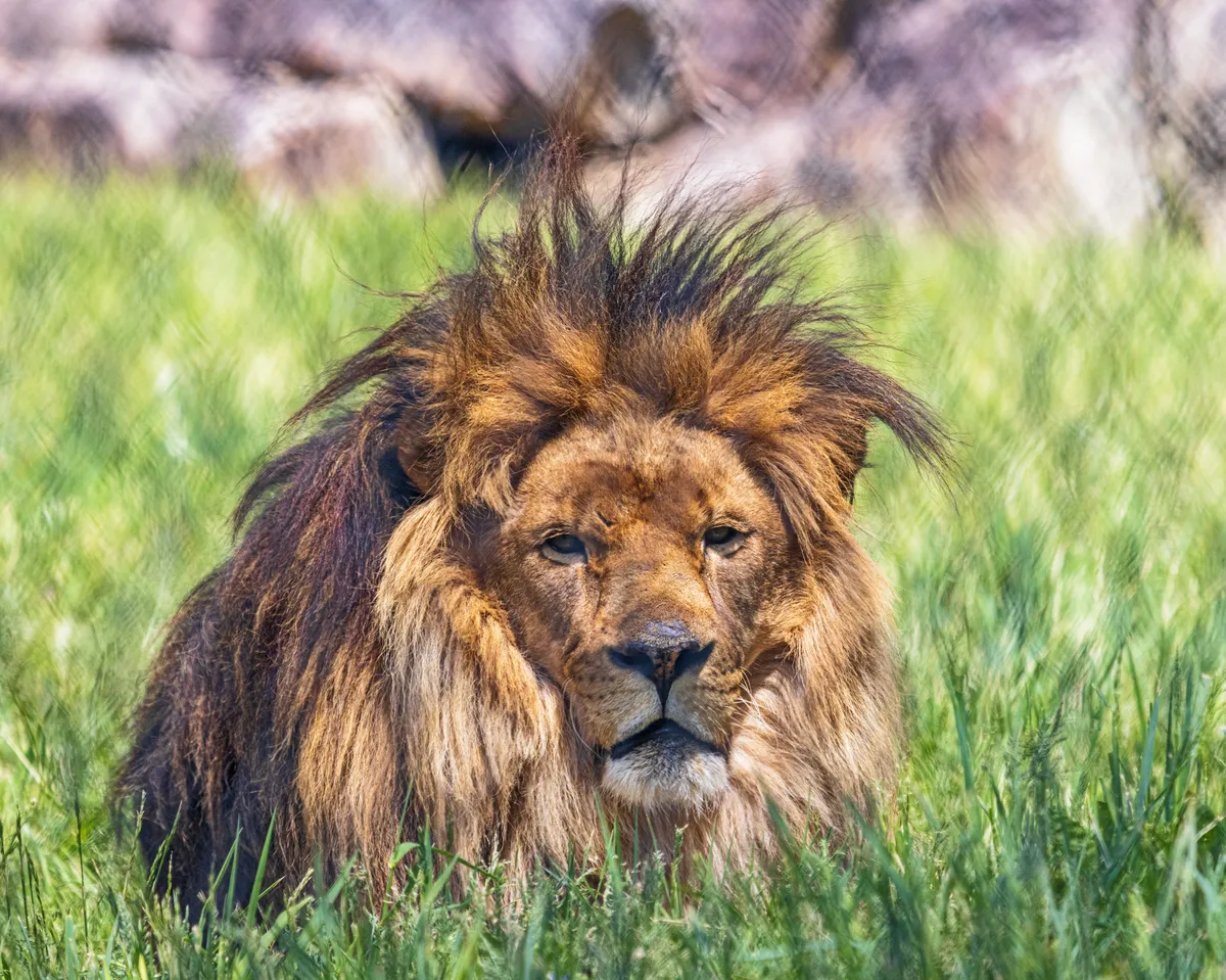 A male African lion relaxes in the grass at Nemacolin
