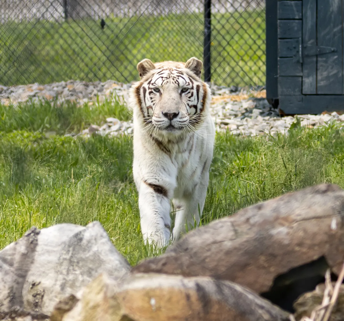 The resident white tiger, Kato, at Nemacolin. A white tiger walks toward the camera.