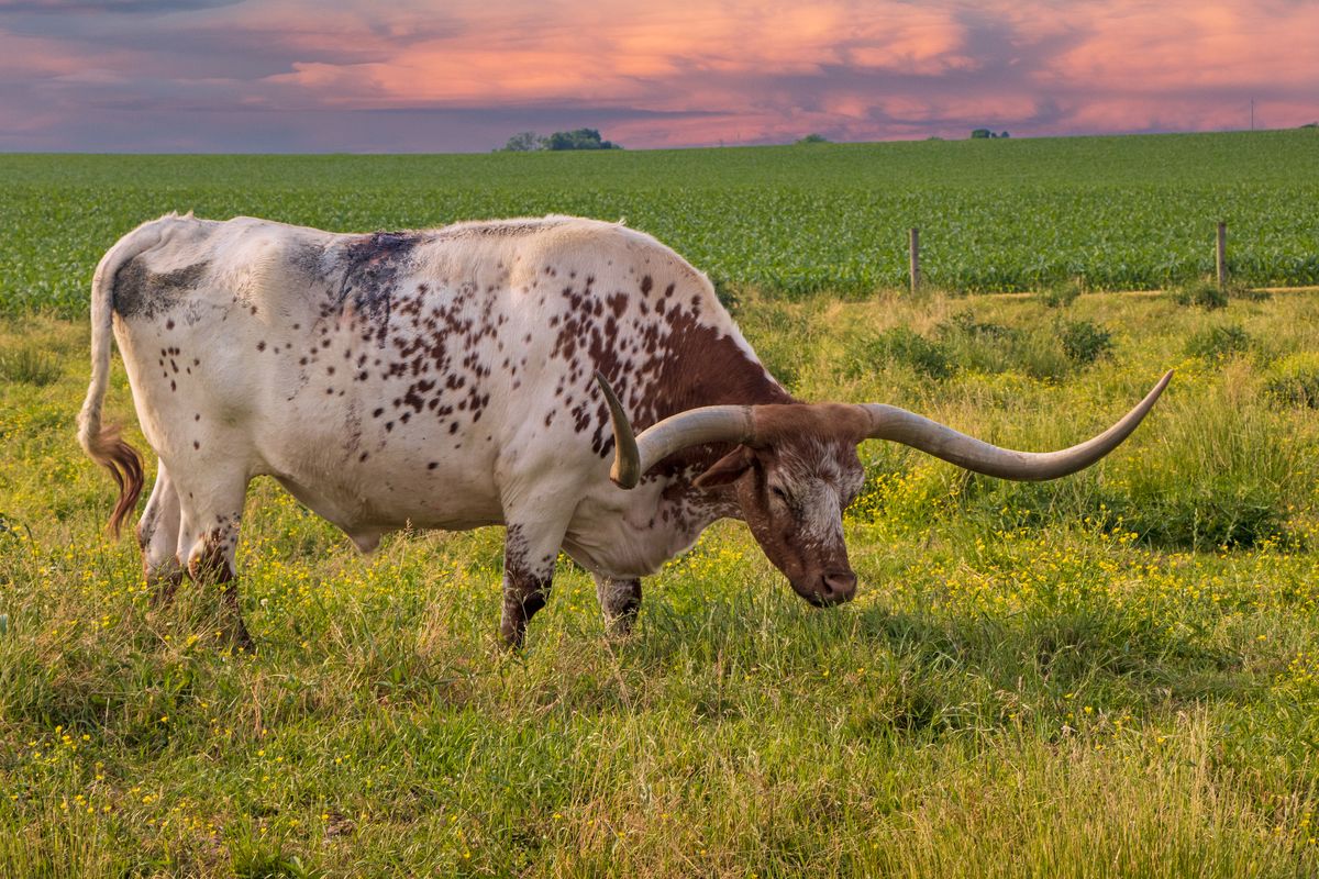 a large, speckled white and brown longhorn cow standing in a field with vibrant green grass and wildflowers. The cow’s prominent horns curve outward and slightly upward. In the background, there is a serene landscape of farmland with rows of crops under a soft pink and orange sky at sunset. 