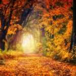 A scenic autumn pathway surrounded by vibrant fall foliage, creating a tunnel of colorful leaves.