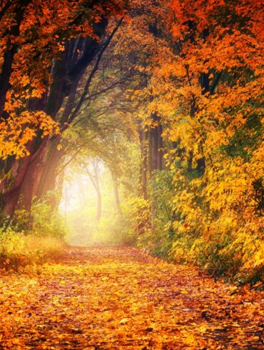 A scenic autumn pathway surrounded by vibrant fall foliage, creating a tunnel of colorful leaves.
