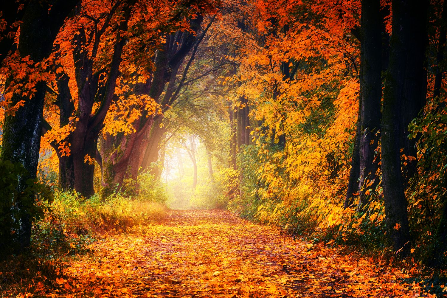 9 Best Fall Foliage Road Trips in the Northeast (2026)