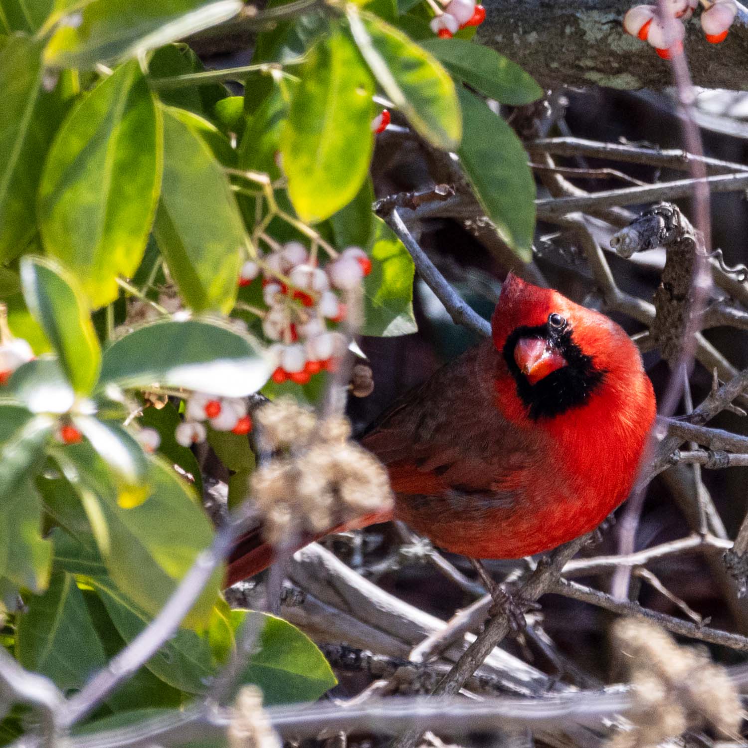 A bright red male cardinal perched among winter branches near white berries and green leaves, photographed in sharp detail against a natural background showing its distinctive black face mask and crest