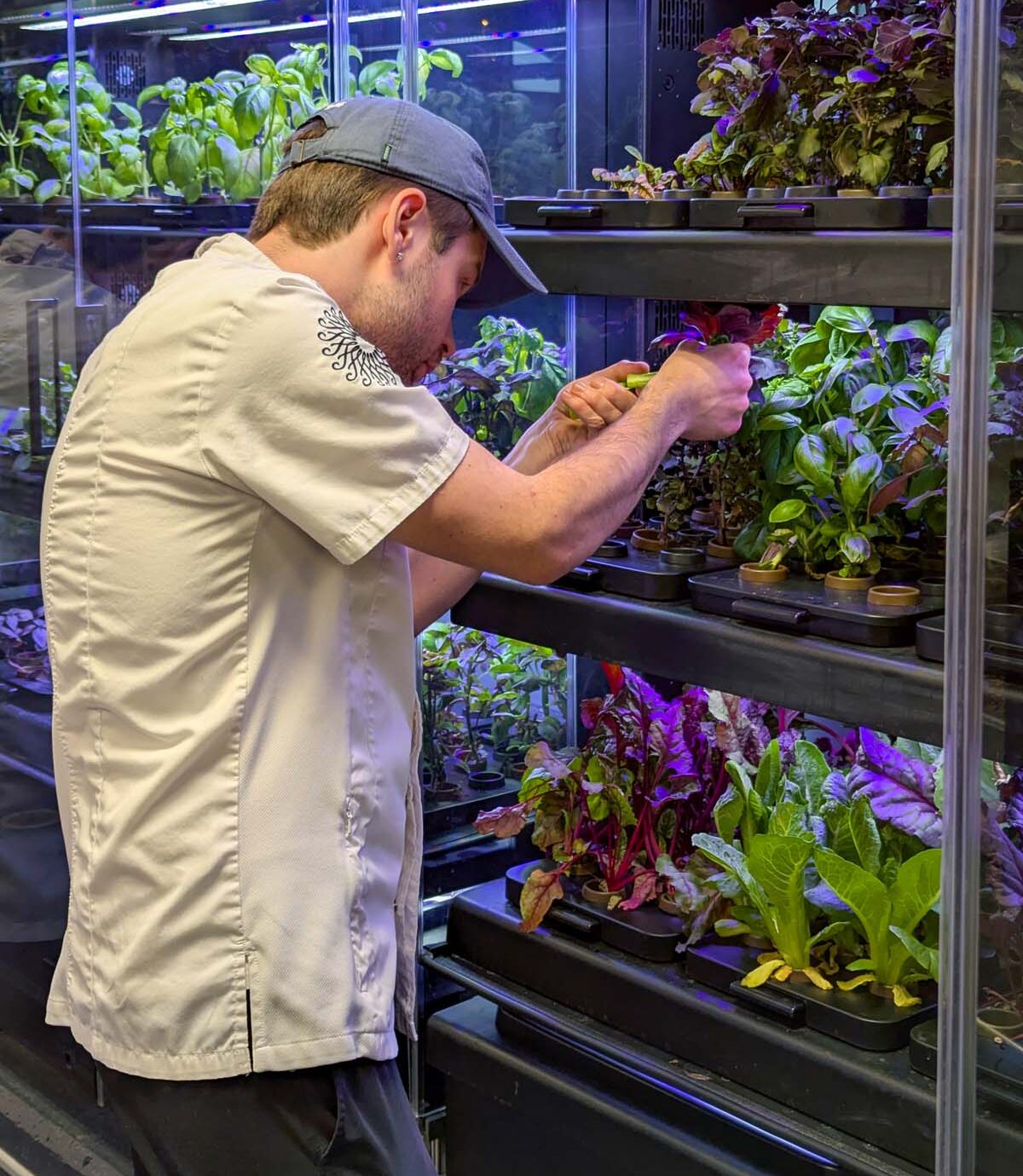 A person in chef's whites carefully harvesting herbs from illuminated growing shelves filled with various plants