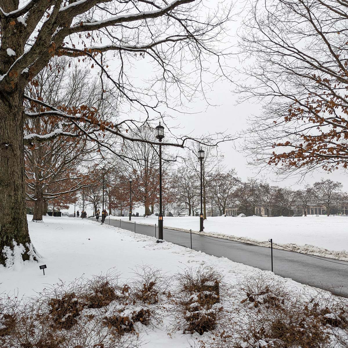 A winding pathway through a winter landscape, lined with traditional black lampposts. Large oak trees with snow-laden branches arch over the path, their remaining brown leaves creating contrast against the white snow. The cleared asphalt path is bordered by low rope fencing and leads through expansive snow-covered lawns. Small groups of visitors can be seen walking in the distance. The scene has a monochromatic winter palette of whites, grays, and browns.