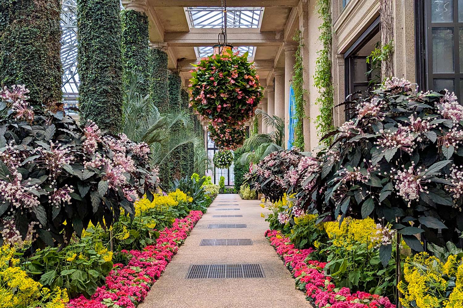 A stunning conservatory walkway at Longwood Gardens featuring lush plantings with tall ivy-covered columns, hanging spherical plant arrangements, and symmetrical flower beds with vibrant pink, yellow and purple blooms lining a pathway. Natural light streams in through the glass ceiling, showcasing the botanical masterpiece that the article recommends as a must-visit destination 30 minutes from Hotel Du Pont.