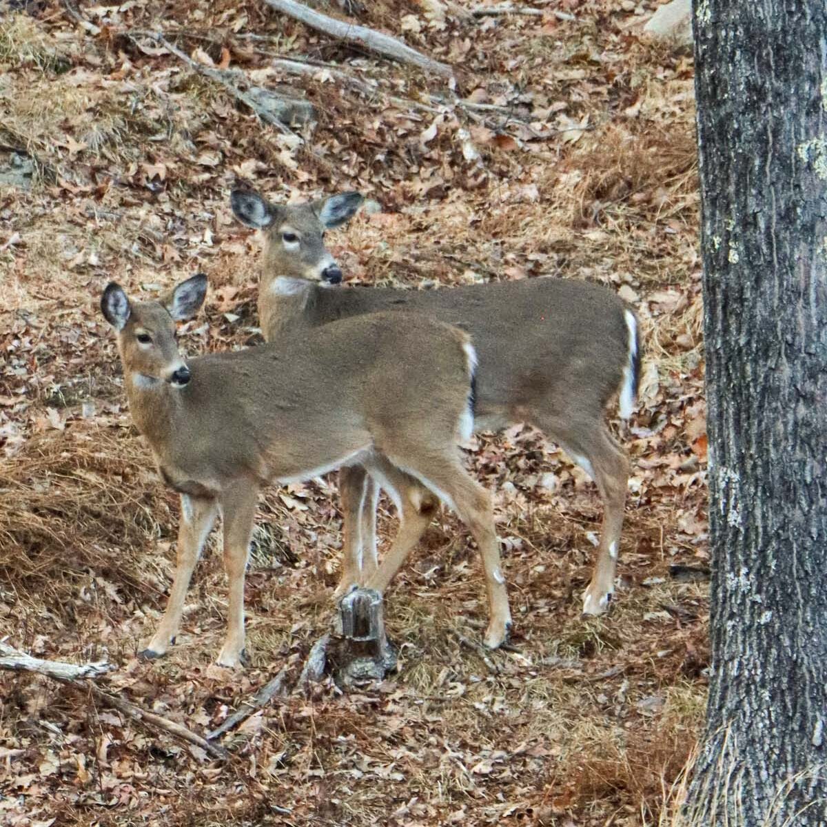 Two young deer in natural woodland setting near the hotel's feeding station, surrounded by fallen leaves and winter foliage, showcasing the property's connection to nature